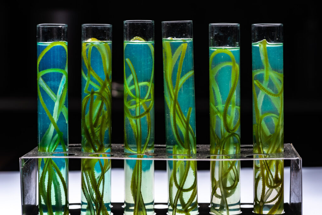 Algae’s Materials Moment: Real Demands with Real Limits