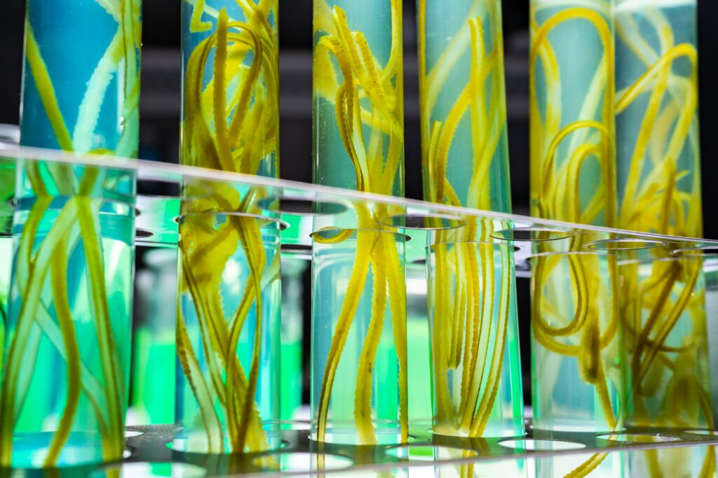 Code red: the possible downfall of seaweed cultivation