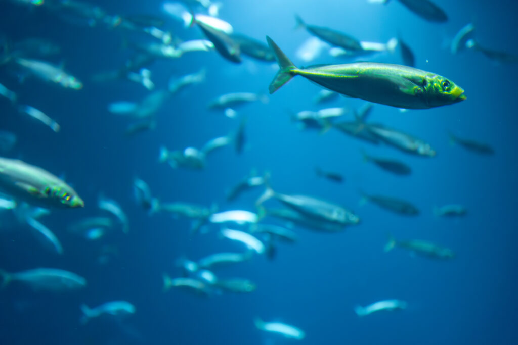 The ocean’s hidden treasure: unlocking the potential of fish by-products